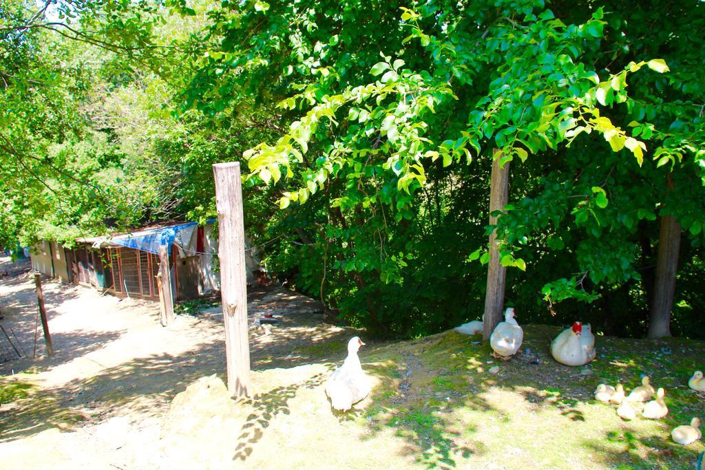 Agriturismo Biologico Villa Rosa Monte Guiduccio Екстер'єр фото