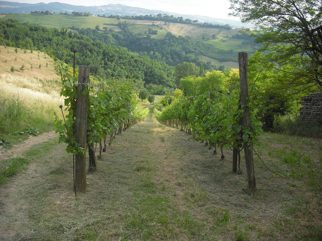 Agriturismo Biologico Villa Rosa Monte Guiduccio Екстер'єр фото